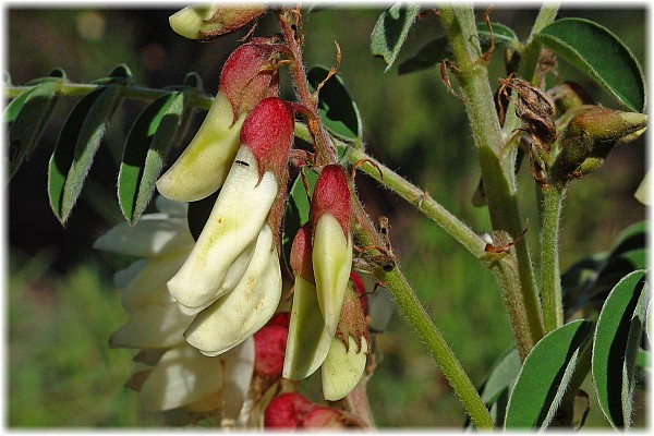 Vicia noeana