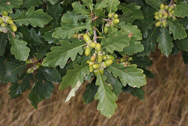 Quercus robur