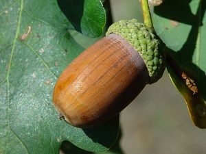 Quercus robur