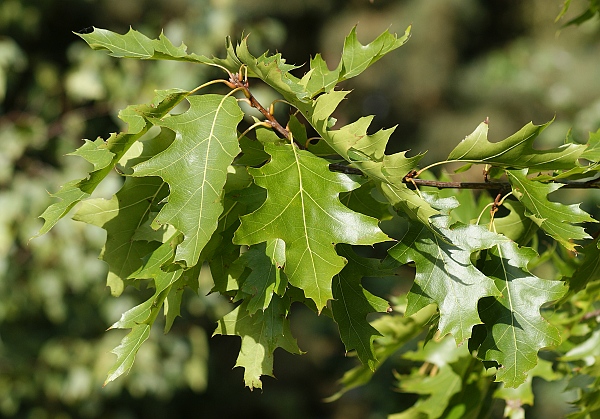 Quercus rubra