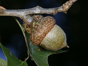 Quercus rubra