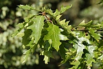 Quercus rubra