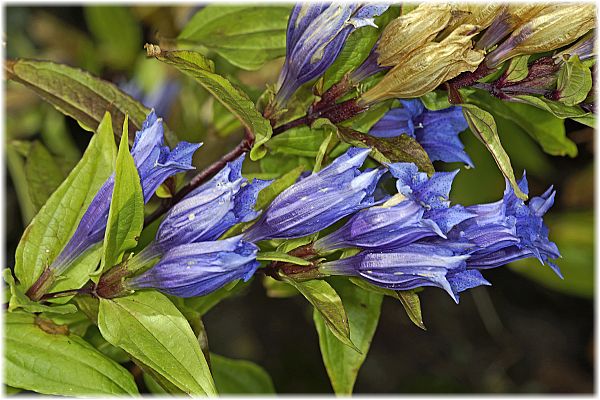 Gentiana asclepiadea