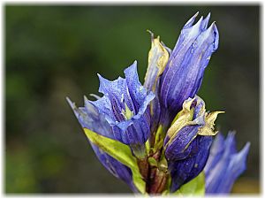 Gentiana asclepiadea