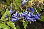 Gentiana asclepiadea