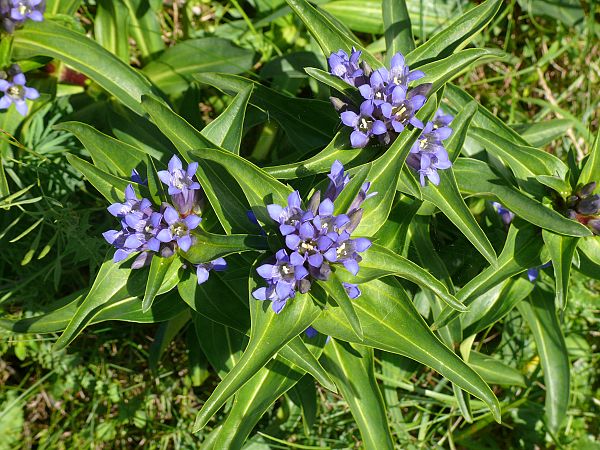 Gentiana cruciata