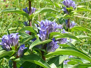 Gentiana cruciata