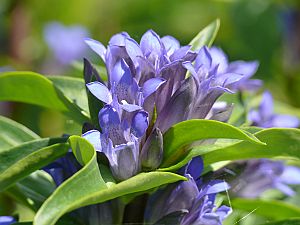 Gentiana cruciata