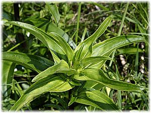 Gentiana cruciata