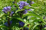 Gentiana cruciata