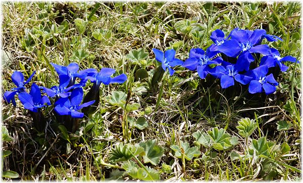 Gentiana pyrenaica