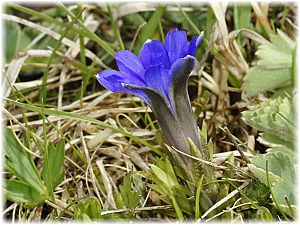 Gentiana pyrenaica