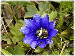 Gentiana pyrenaica