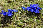 Gentiana pyrenaica