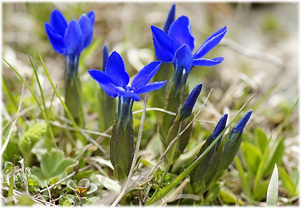 Gentiana verna ssp pontica