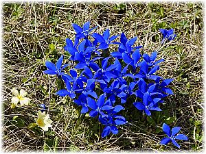 Gentiana verna ssp pontica