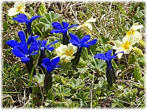 Gentiana verna ssp pontica