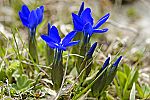 Gentiana verna