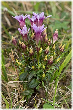 gentianella germanica