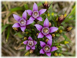 Gentianella germanica