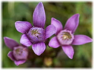 Gentianella germanica