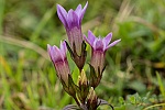 Gentianella germanica