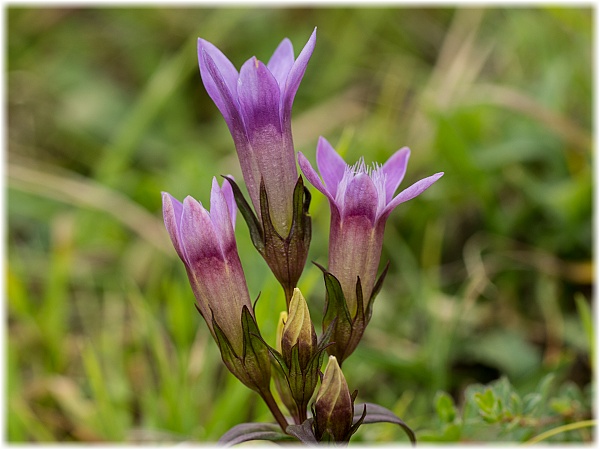 Gentianella germanica