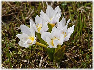 Crocus abantensis