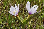 Crocus abantensis