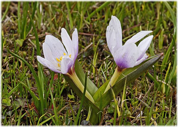 Crocus abantensis