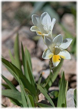 Freesia alba