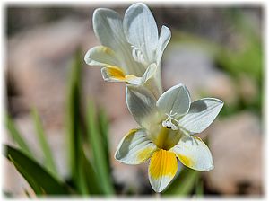 Freesia alba