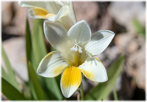 Freesia alba