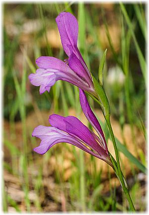 Gladiolus anatolicus