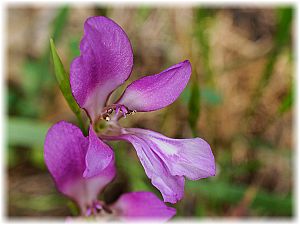 Gladiolus anatolicus