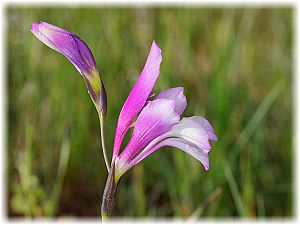 Gladiolus anatolicus