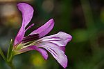 Gladiolus anatolicus