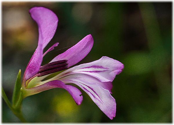 Gladiolus anatolicus