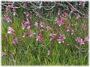 Gladiolus illyricus