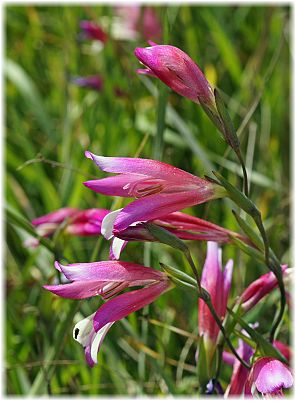 Gladiolus illyricus