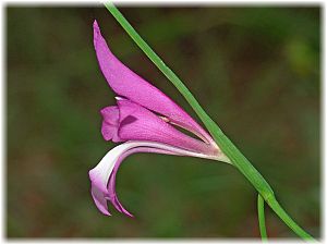 Gladiolus illyricus