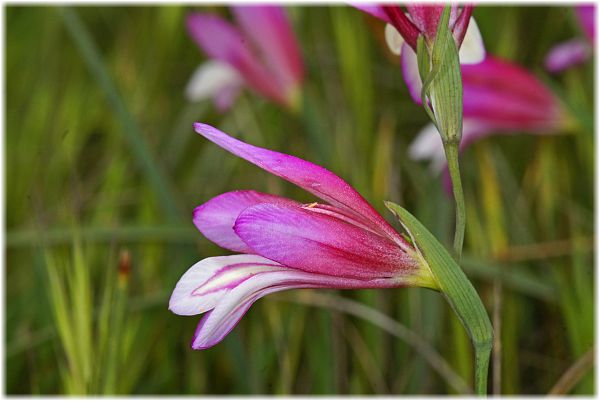 Gladiolus illyricus