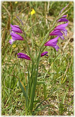 Gladiolus italicus