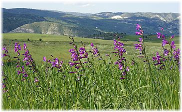 Gladiolus italicus