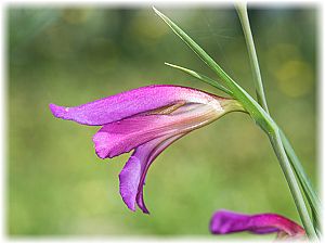 Gladiolus italicus