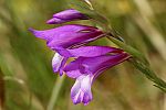 Gladiolus italicus