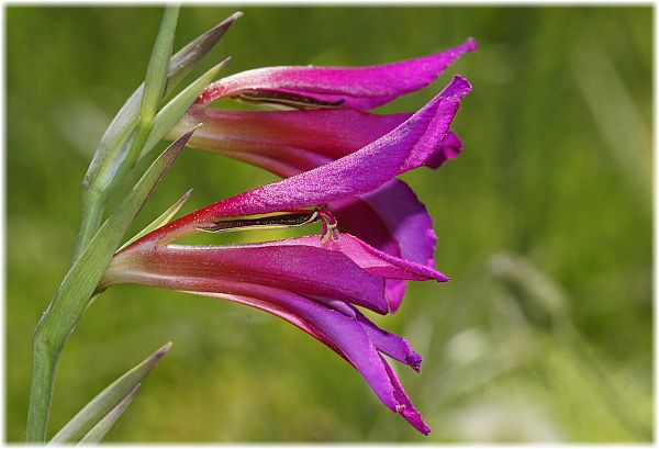 Gladiolus italicus