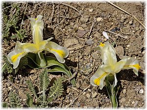 Iris caucasica