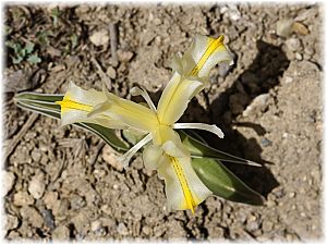 Iris caucasica