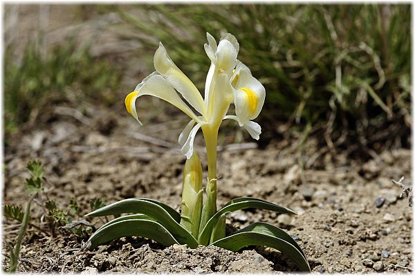 Iris caucasica